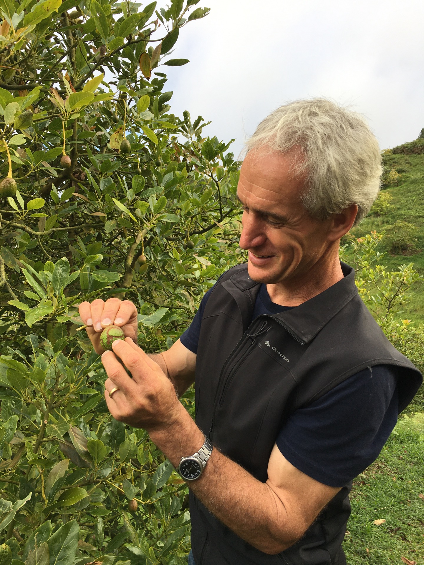 Erklärt, wie die Avocados auf der Finca wachsen